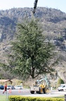 Abattage arbres 2010 (5)
