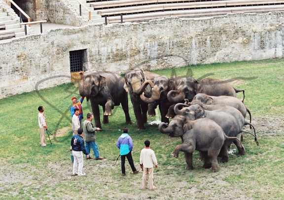 Eléphants du cirque Knie 1991