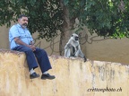 inde singe2011 - Copie