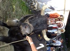DSCF0654