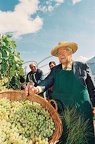 ustinov (60)