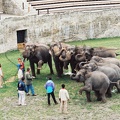 Eléphants du cirque Knie 1991