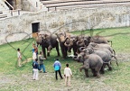 Eléphants du cirque Knie 1991