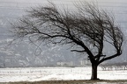 Arbre hiver Vernayaz