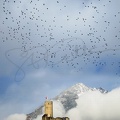IMG 0082