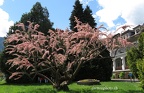 arbre r