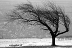 arbre v