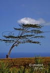 arbre hawaii