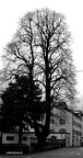 arbre