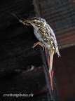 grimpereau - Copie