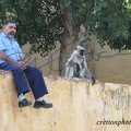 inde singe2011 - Copie
